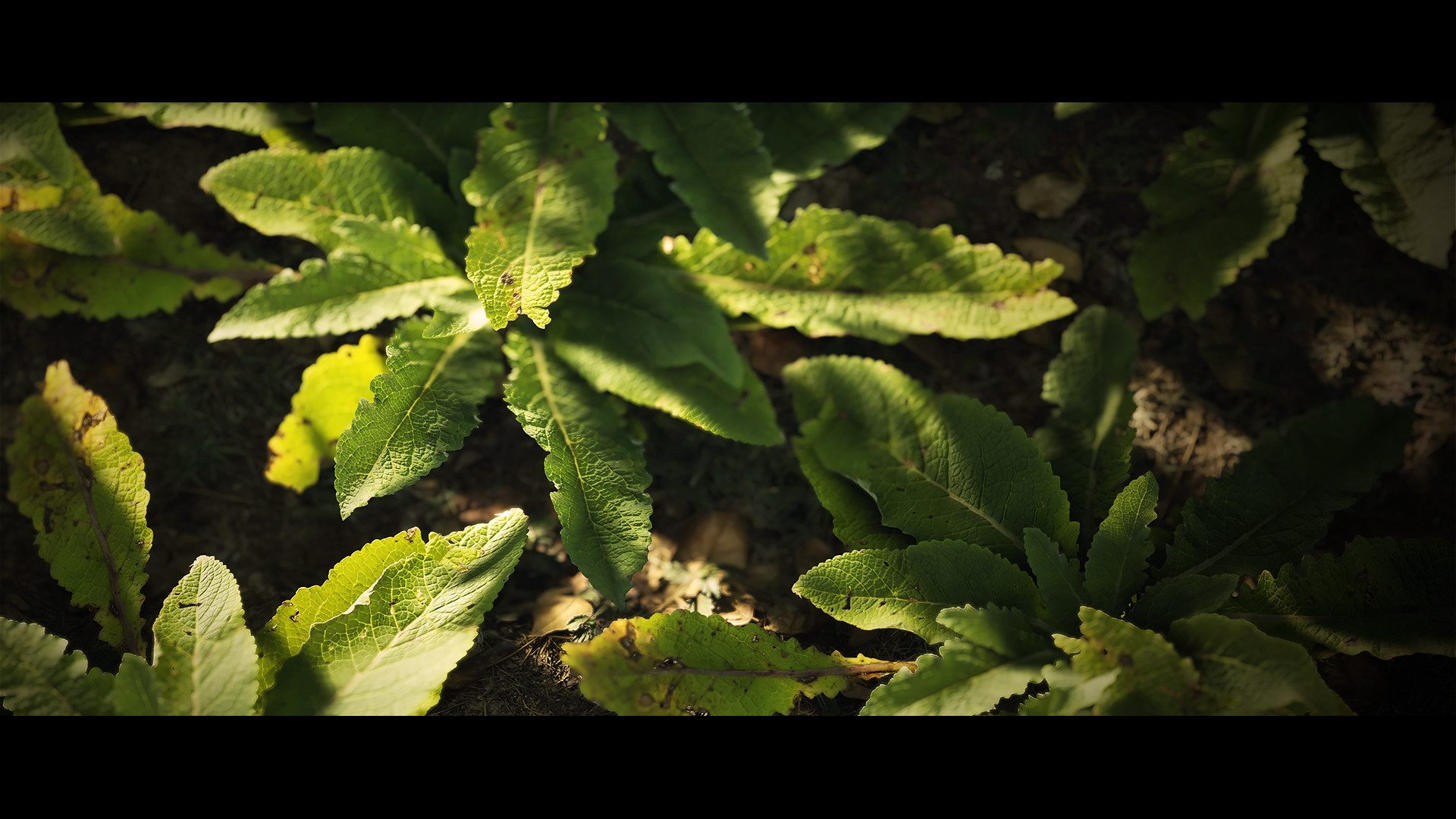 Designér Cryteku ukazuje fotorealistické rostliny 145190