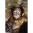 Diskuzní fórum 000042 reprodukce priroda baby orangutan 4273m