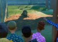 Tvůrci Planet Coaster chystají nástupce Zoo Tycoonu pro dospělé hráče i děti Planet Zoo 09