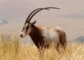 Kvůli koni Převalského jsme zkoumali i pražskou zoo, říká vývojář Planet Zoo oryx